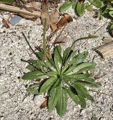 Plantago virginica