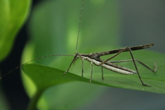 Zaprochilus australis