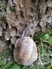 Helix pomatia