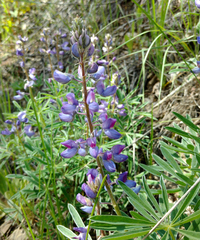 Lupinus sericeus