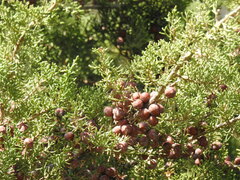 Juniperus turbinata