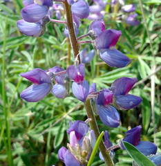 Lupinus sericeus