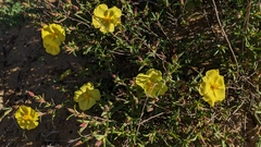 Cistus calycinus