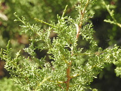Juniperus turbinata