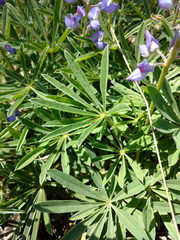 Lupinus sericeus