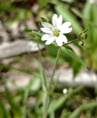 Pseudostellaria jamesiana