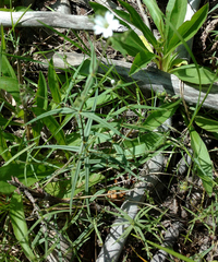 Pseudostellaria jamesiana