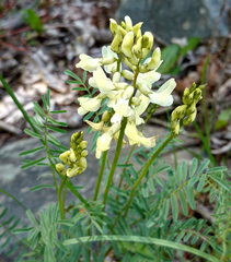 Astragalus atropubescens