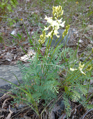 Astragalus atropubescens