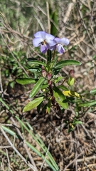 Viola arborescens