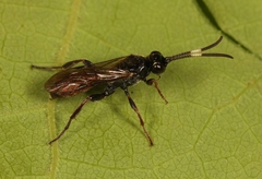 Barichneumon derogator