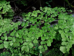 Adiantum