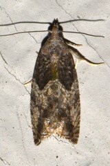 Epinotia nisella