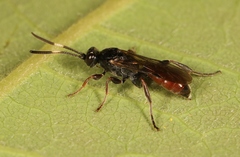 Barichneumon derogator