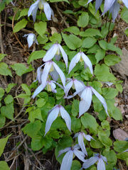 Clematis occidentalis