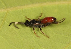 Barichneumon derogator