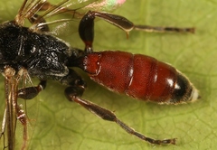 Barichneumon derogator