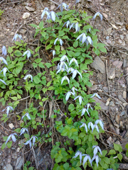 Clematis occidentalis
