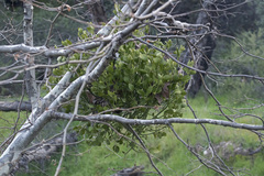 Phoradendron macrophyllum