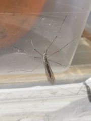 Limoniidae