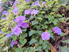 Ipomoea indica