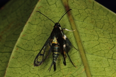 Episannina chalybea