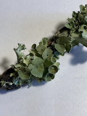Parmotrema perforatum