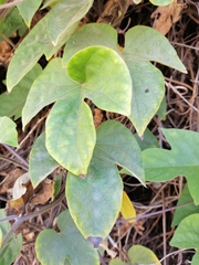 Ipomoea indica