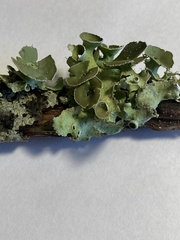 Parmotrema perforatum