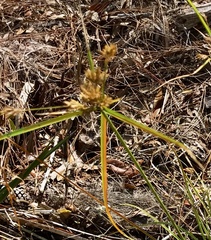 Cyperus polystachyos