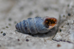 Chondrina kobelti