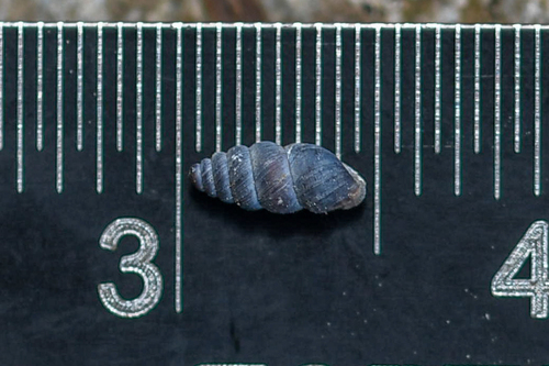 Chondrina kobelti