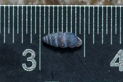 Chondrina kobelti