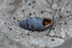 Chondrina kobelti