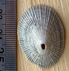 Diodora