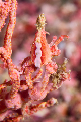 Xenocarcinus depressus