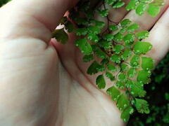 Adiantum