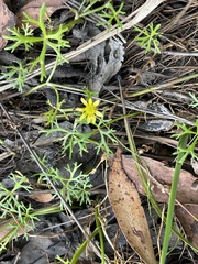 Ranunculus inundatus