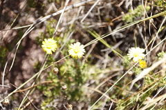 Ursinia