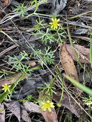 Ranunculus inundatus