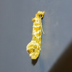 Moerarchis pyrochroa
