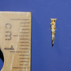 Moerarchis pyrochroa