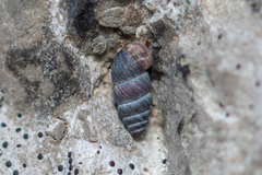Chondrina kobelti
