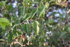 Celtis tala