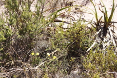 Ursinia