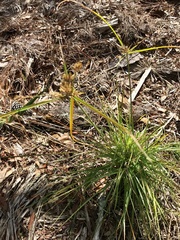 Cyperus polystachyos