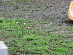 Zephyranthes chlorosolen