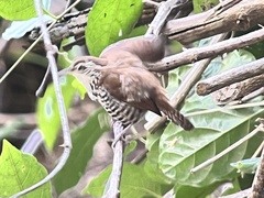 Thryophilus pleurostictus