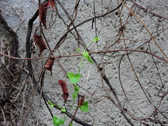 Maurandya antirrhiniflora