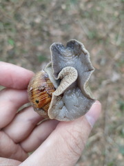 Helix pomatia